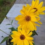 Helianthus tuberosus Floare