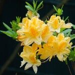 Rhododendron luteum Kukka