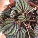 Peperomia albovittata Ліст