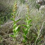 Epipactis gigantea Habitatea