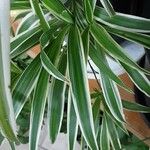 Chlorophytum comosum List