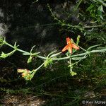 Keckiella ternata Агульны выгляд