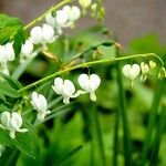 Lamprocapnos spectabilis Habit