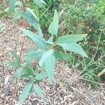 Eucalyptus globulusBlad