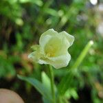 Epilobium luteum Květ