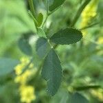 Melilotus officinalis Blatt