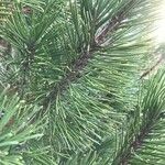 Pinus mugoBlad