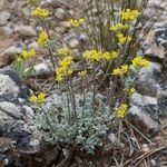 Alyssum serpyllifolium Hábito