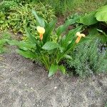 Zantedeschia albomaculata পাতা