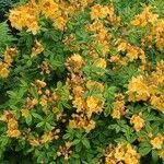 Rhododendron luteum عادت داشتن