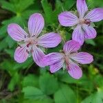 Geranium viscosissimum Flower