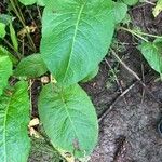 Rumex obtusifoliusBlad