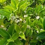 Osmanthus heterophyllus برگ