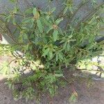 Euphorbia crotonoides Hábito