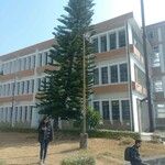 Araucaria heterophylla Alkat (teljes növény)