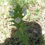 Bartsia trixagoBlüte