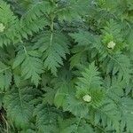 Achillea macrophylla 整株植物