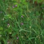 Lathyrus hirsutus Habit