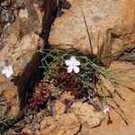 Dianthus gyspergerae Hábito