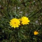 Krigia dandelion Flors