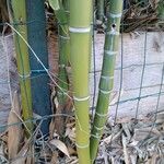 Phyllostachys sulphurea Bark