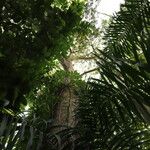 Lannea welwitschii Habitus