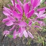 Cleome spinosa 花