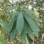 Vernonanthura discolor Hoja