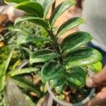 Zamioculcas zamiifoliaLeaf