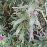 Symphyotrichum novae-angliae Leaf