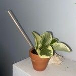 Peperomia magnoliifolia葉