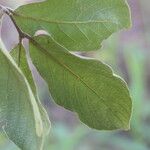 Combretum molle Leaf