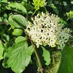 Cornus sanguineaFlower