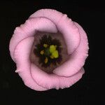 Eustoma exaltatum Cvet