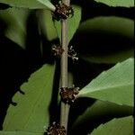 Maytenus magellanica