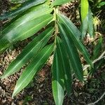 Alpinia caerulea Leaf