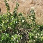 Ipomoea spathulata Pokrój