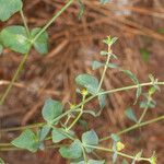 Euphorbia terracina Levél