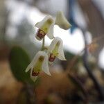 Bulbophyllum apetalum