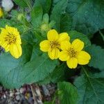 Chrysogonum virginianum Flower