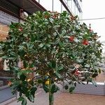 Ilex cornuta 整株植物