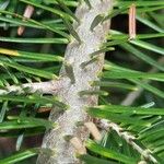 Abies nordmanniana Bark