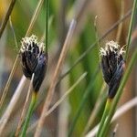 Schoenus nigricans Blüte