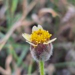 Tridax procumbens Floro