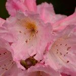 Rhododendron pachytrichum Λουλούδι