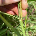 Bothriochloa bladhii Ŝelo