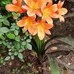 Clivia × cyrtanthiflora Blomma