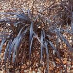 Ophiopogon planiscapus 整株植物