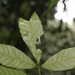 Vitex triflora Leaf