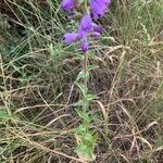 Campanula bononiensis Leaf